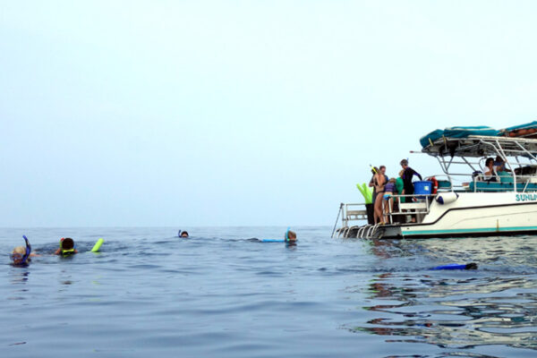 Manta Ray & Kona Ocean Tours | Sunlight on the Water
