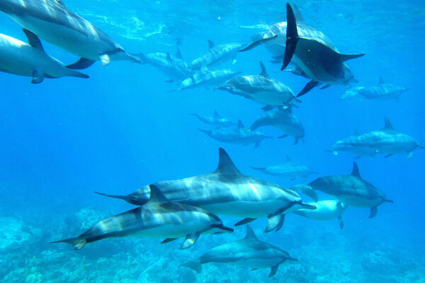 Manta Ray & Kona Ocean Tours | Sunlight on the Water