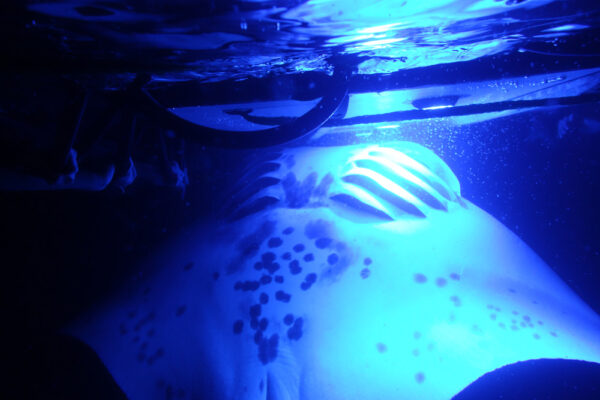 Manta Ray & Kona Ocean Tours | Sunlight on the Water