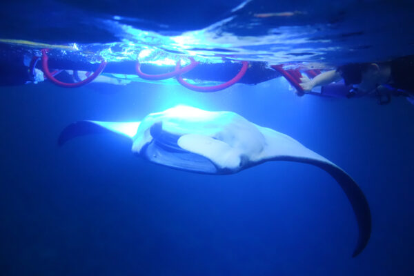 Manta Ray & Kona Ocean Tours | Sunlight on the Water