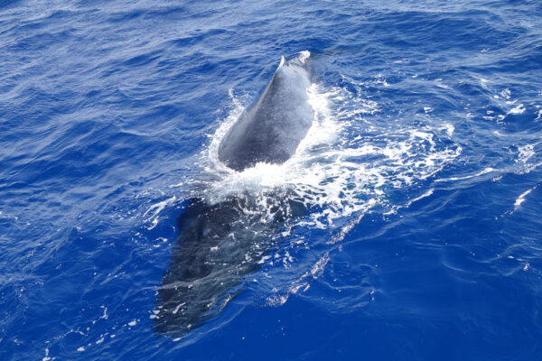 Manta Ray & Kona Ocean Tours | Sunlight on the Water