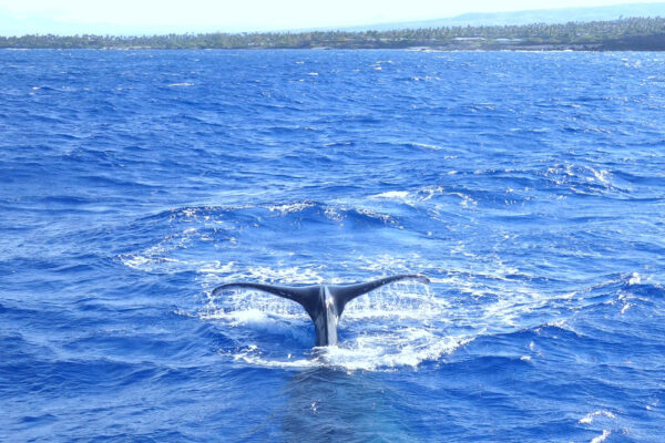 Manta Ray & Kona Ocean Tours | Sunlight on the Water