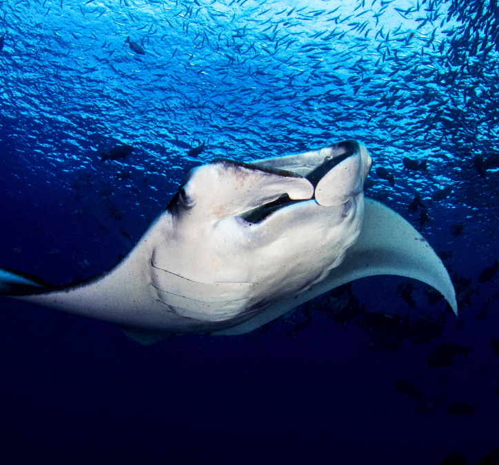 Why April is the Best Time for Kona Manta Ray Night Snorkels