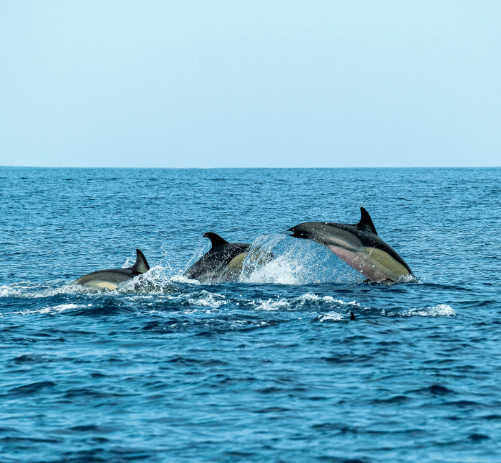 Kona Marine Life in April: Turtles, Dolphins & Whales