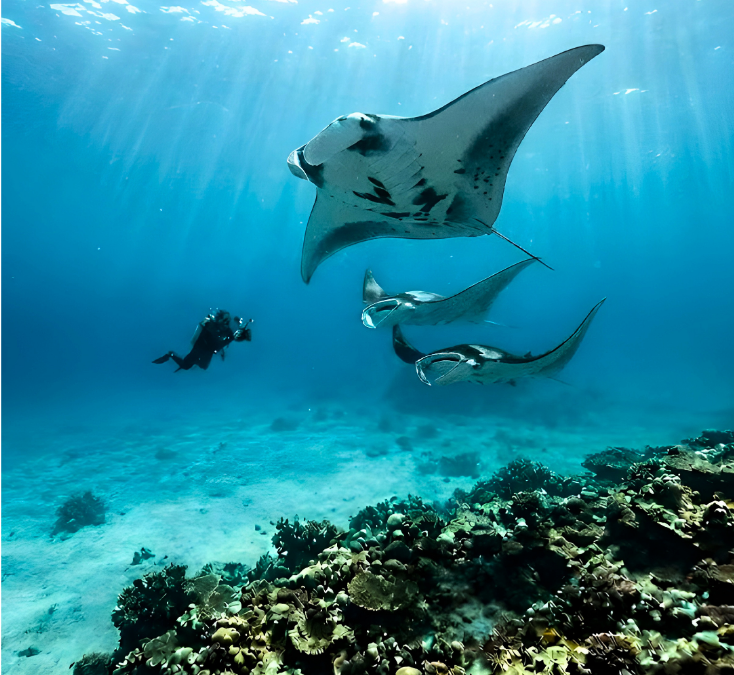 How to Take the Perfect Manta Ray Photo from the Water
