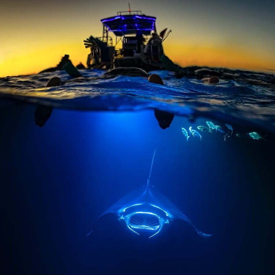 Best Kona Manta Ray Tour – Why Garden Eel Cove Stands Out