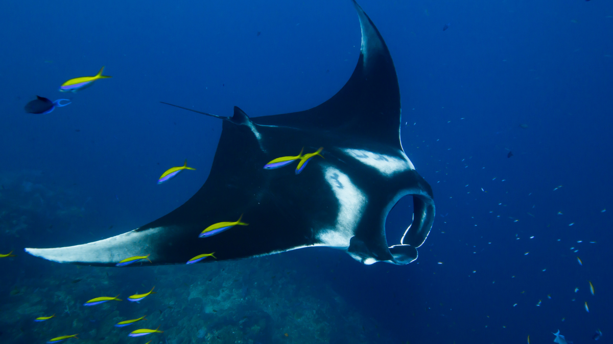 How to Photograph Manta Rays at Night in Kona