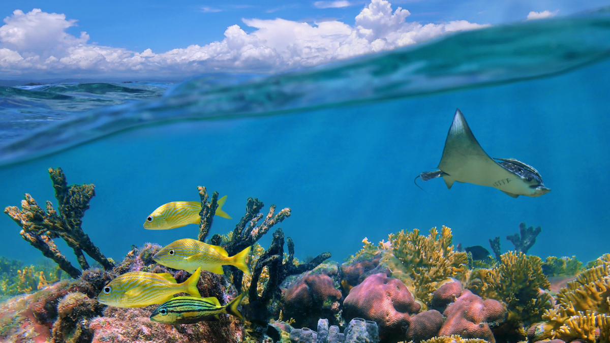 Eco-Friendly Manta Ray Tours in Kona