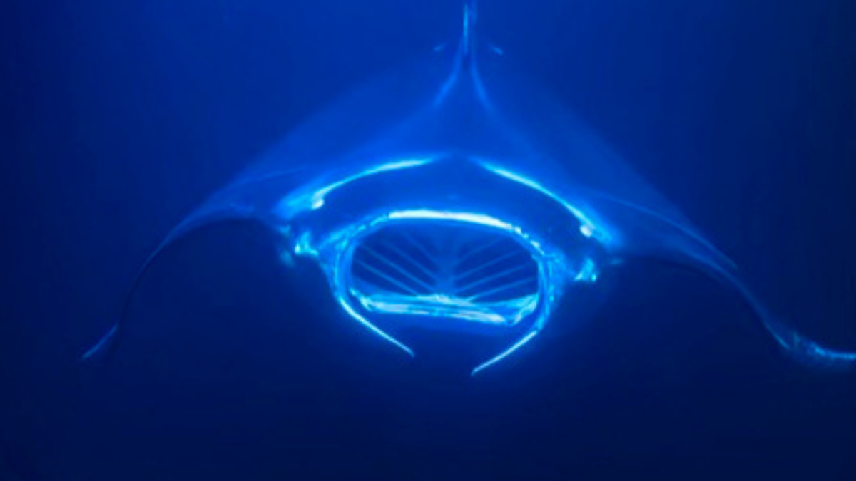 Manta Ray Etiquette in Kona